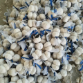 China normal white garlic 200 gram small pack factory offer